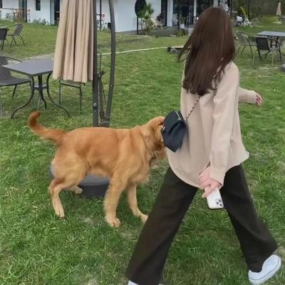 谁见过龙的脚趾甲